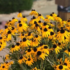 Meet your Posher, Sophia